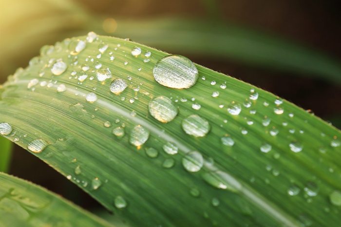 Eau sur une feuille