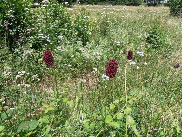 Prairie des Vosges secrètes